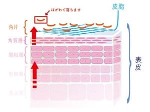 表皮、角質説明図